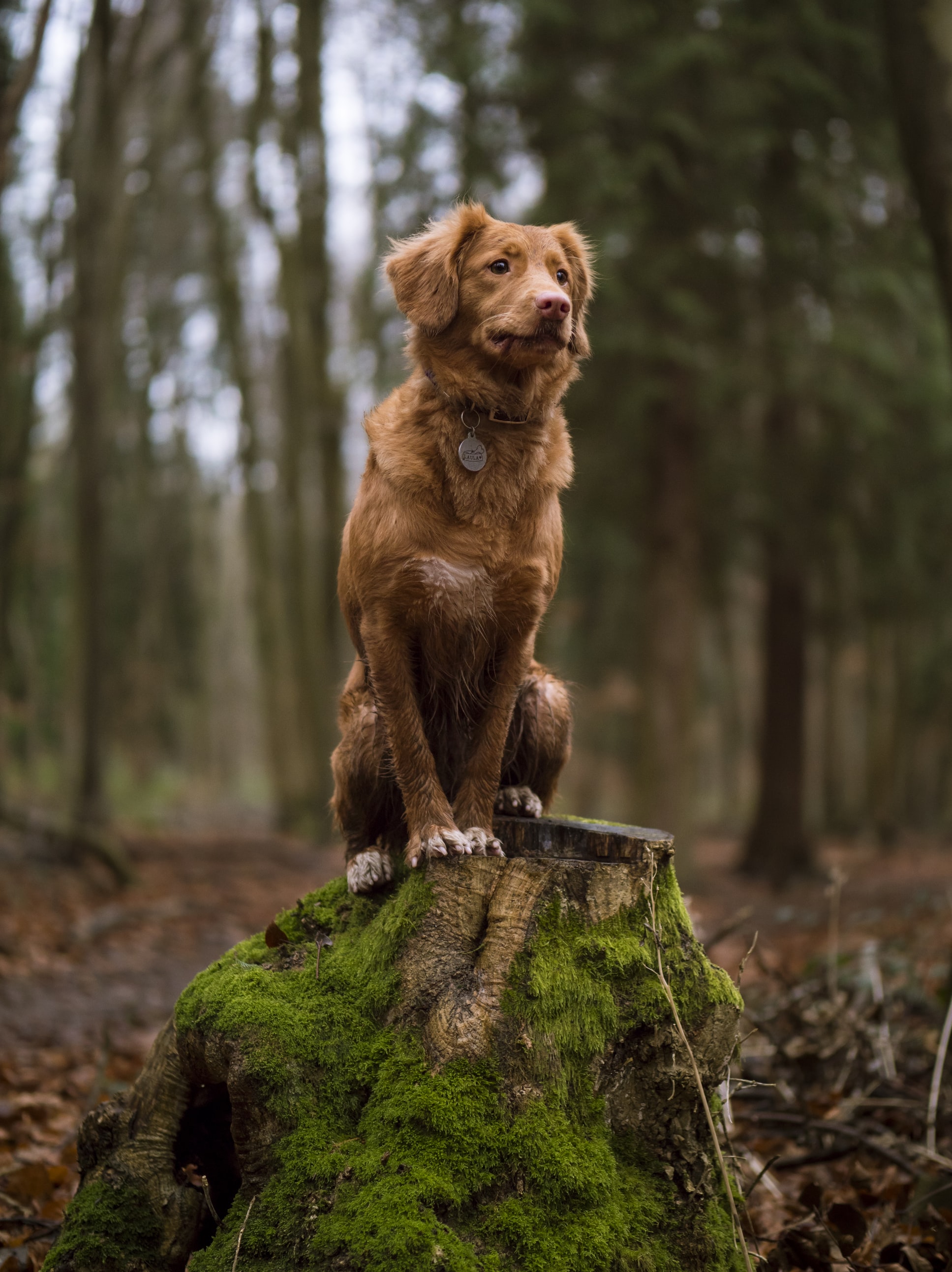 Un
                            chien dans
                             la forêt